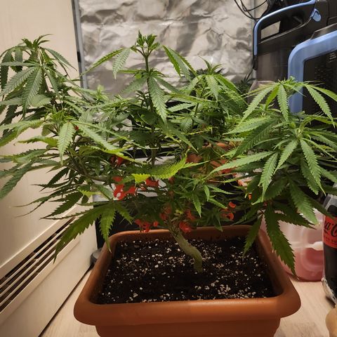 Tezla OG growlog timeline photo