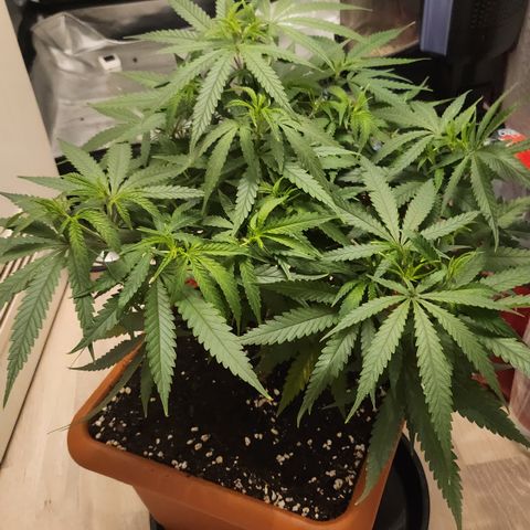 Amnesia Haze growlog timeline photo