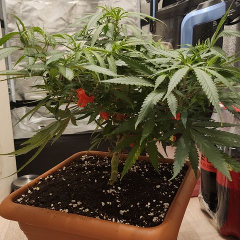 Amnesia Haze growlog timeline photo
