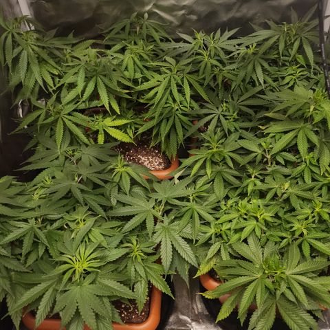 Green Poison growlog timeline photo