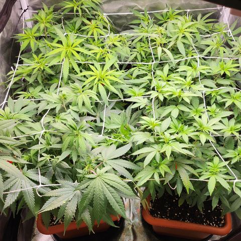 Green Poison growlog timeline photo