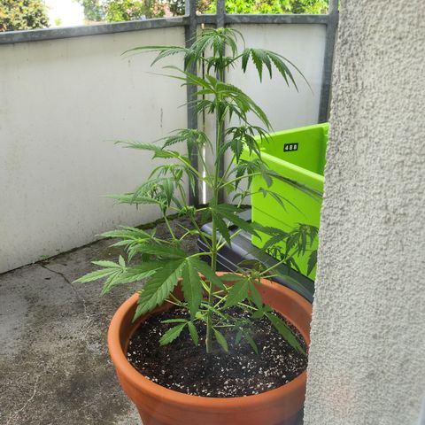 Tims Dosidos  growlog timeline photo