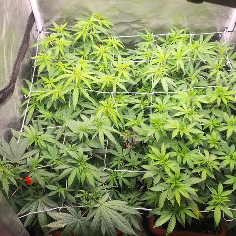 Green Poison growlog timeline photo
