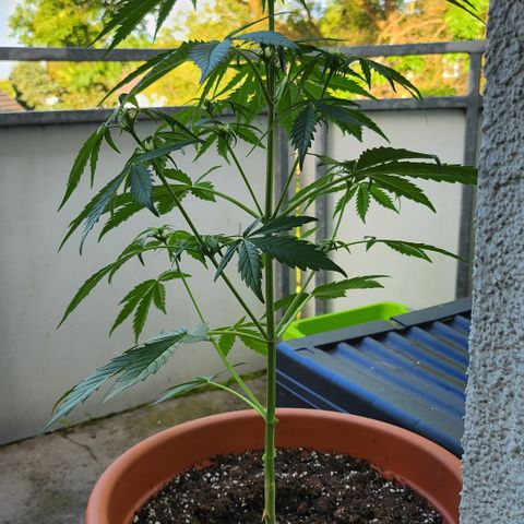 Tims Dosidos  growlog timeline photo