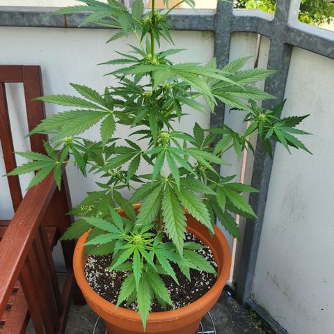 Tims Dosidos  growlog timeline photo