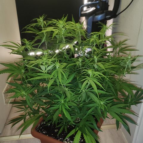 Amnesia Haze growlog timeline photo