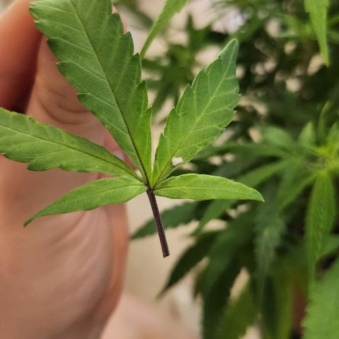 Amnesia Haze growlog photo: Die Pflanze hat irgendeinen komischen Busch gehabt der drauf lag, hab ich rinter gemacht und ein weißes Korn auf dem Blatt, könnte auch Substrat sein, weiter beobachten