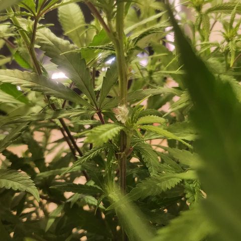 Amnesia Haze growlog photo: Die Pflanze hat irgendeinen komischen Busch gehabt der drauf lag, hab ich rinter gemacht und ein weißes Korn auf dem Blatt, könnte auch Substrat sein, weiter beobachten
