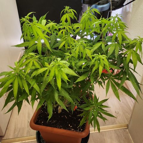 Tezla OG growlog timeline photo