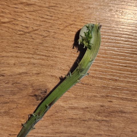 Tezla OG growlog photo: Die Pflanze hat bei einem der tieferen Stängel einen komischen Krauskopf oder so entwickelt, ziemlich ekelhaft. Da sie nächste Woche sowieso Lollipopped wird hab ich den schonmal abgeschnitten
