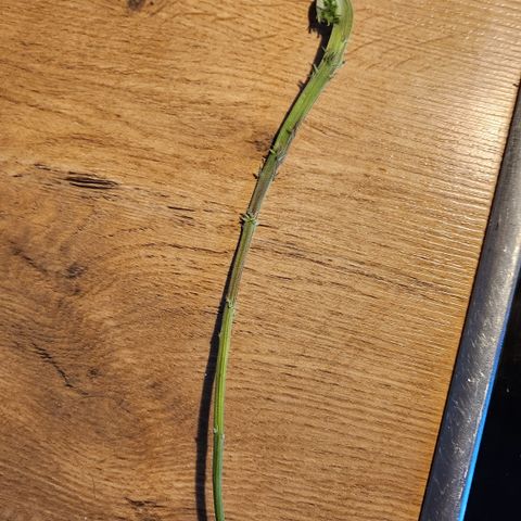Tezla OG growlog photo: Die Pflanze hat bei einem der tieferen Stängel einen komischen Krauskopf oder so entwickelt, ziemlich ekelhaft. Da sie nächste Woche sowieso Lollipopped wird hab ich den schonmal abgeschnitten