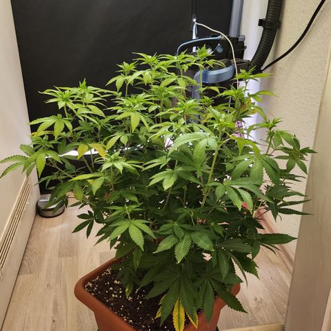 Green Poison growlog timeline photo