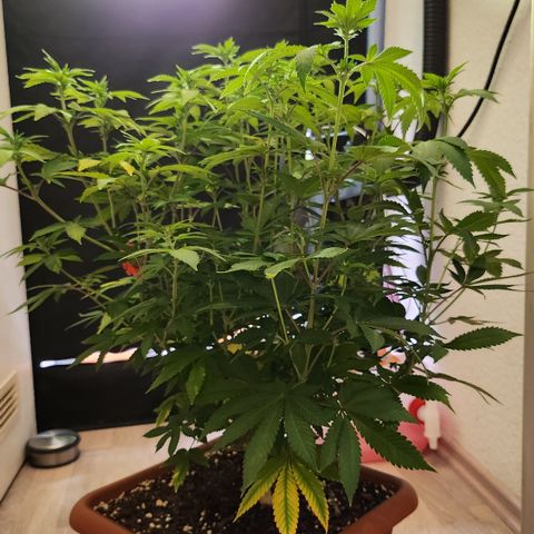 Green Poison growlog timeline photo