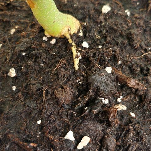 Green Poison growlog photo: Die Mangelerscheinungen der Pflanze werden trotz CalMag nicht besser, ab heute habe ich amgefangen zusätzlich mit FishMix zu gießen.