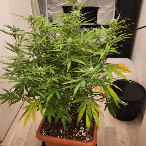 Amnesia Haze growlog photo: Vor lollipopping
