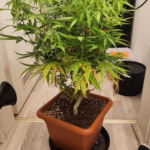 Tezla OG growlog photo: Vor Lollipopping