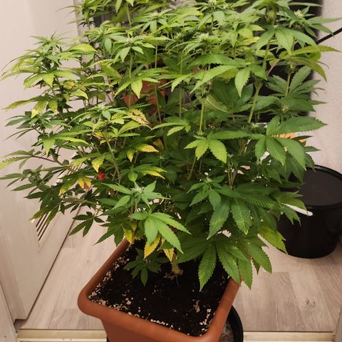 Green Poison growlog photo: Vor Lollipopping
