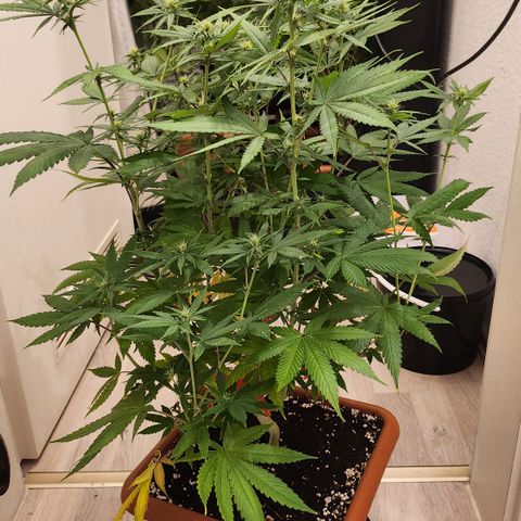 Purple growlog photo: Vor Lollipopping