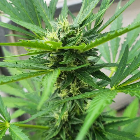 Tims Dosidos  growlog timeline photo