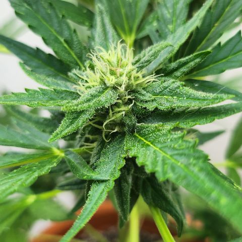Tims Dosidos  growlog timeline photo