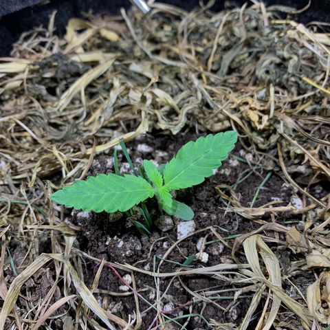 Harlequin OG CBD 1-1 growlog timeline photo