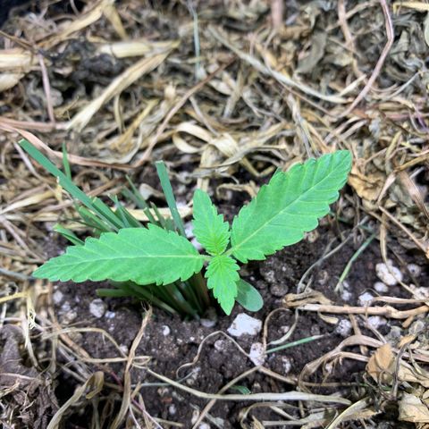 Harlequin OG CBD 1-1 growlog timeline photo