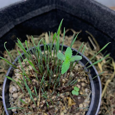 Harlequin OG CBD 1-1 growlog timeline photo
