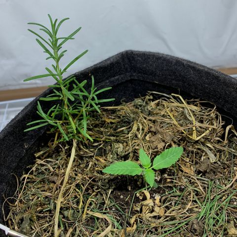 Harlequin OG CBD 1-1 growlog photo: Transplante do alecrim feito ✅