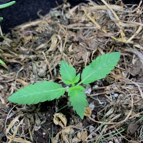 Harlequin OG CBD 1-1 growlog photo: Nunca cultivei cbd, acho que a folha vai ser gordinha 🥰 que fofura!