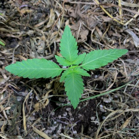 Harlequin OG CBD 1-1 growlog photo: Estou a alguns dias sem regar e o solo ainda está bem úmido! 