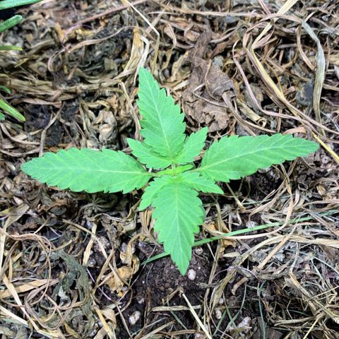 Harlequin OG CBD 1-1 growlog timeline photo