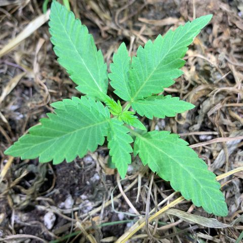 Harlequin OG CBD 1-1 growlog timeline photo