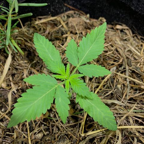 Harlequin OG CBD 1-1 growlog timeline photo
