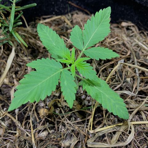 Harlequin OG CBD 1-1 growlog timeline photo