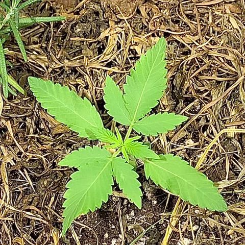 Harlequin OG CBD 1-1 growlog timeline photo