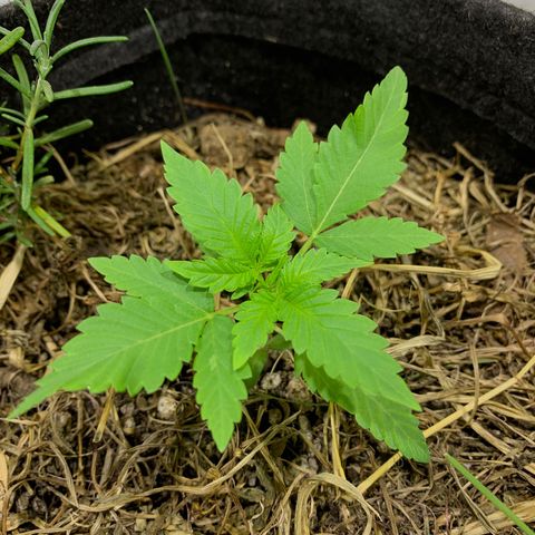 Harlequin OG CBD 1-1 growlog timeline photo