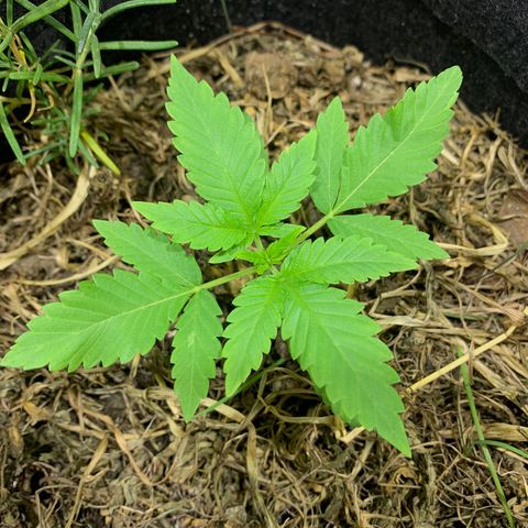 Harlequin OG CBD 1-1 growlog timeline photo