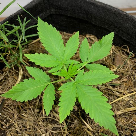 Harlequin OG CBD 1-1 growlog timeline photo