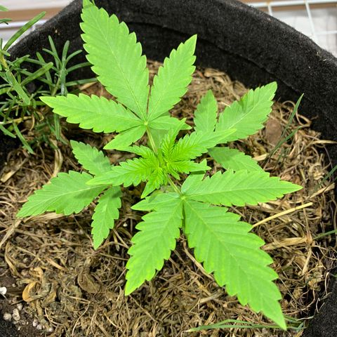 Harlequin OG CBD 1-1 growlog photo: Um leve amarelamento… vou fazer uma rega foliar de babosa e um tiquinho de água oxigenada volume 10…. Testes!