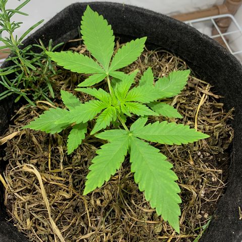 Harlequin OG CBD 1-1 growlog photo: Nessa noite de 17/18 fiz a rega foliar de babosa mais água oxigenada volume 10. E agora por volta das 11hr apliquei duas colheres de chá de sauce Vega Tropikali, e por cima mais solo novo supergrow da Tropikali… vamos ver como ela responde! 😅 
Mais tarde, trago uma nova foto! 