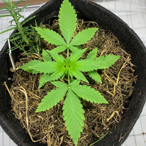 Harlequin OG CBD 1-1 growlog timeline photo