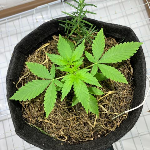 Harlequin OG CBD 1-1 growlog timeline photo