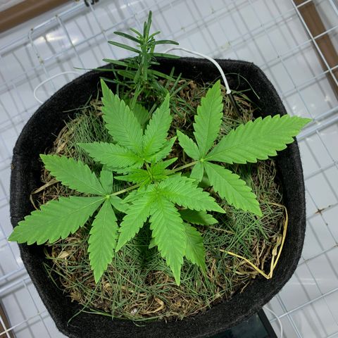 Harlequin OG CBD 1-1 growlog timeline photo