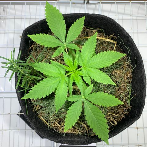 Harlequin OG CBD 1-1 growlog timeline photo