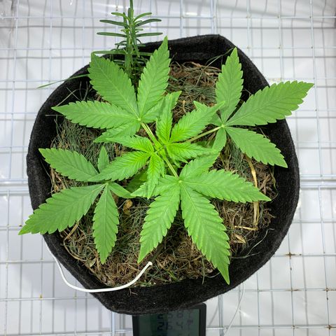 Harlequin OG CBD 1-1 growlog photo: De 20/21 Comecei uma aplicação de sal amargo foliarmente, com o intuito de corrigir a def. de magnésio. 