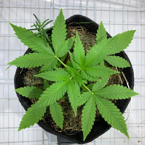Harlequin OG CBD 1-1 growlog timeline photo