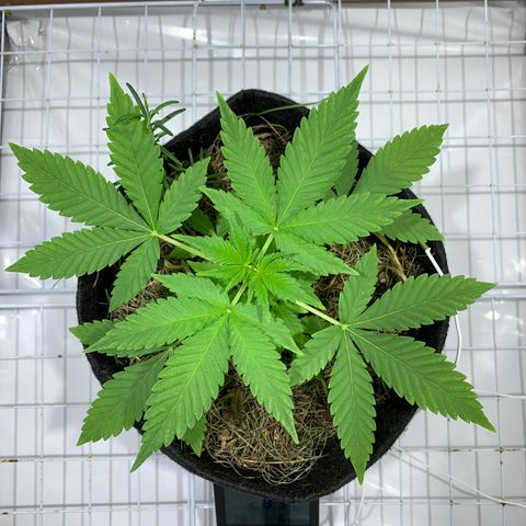 Harlequin OG CBD 1-1 growlog timeline photo