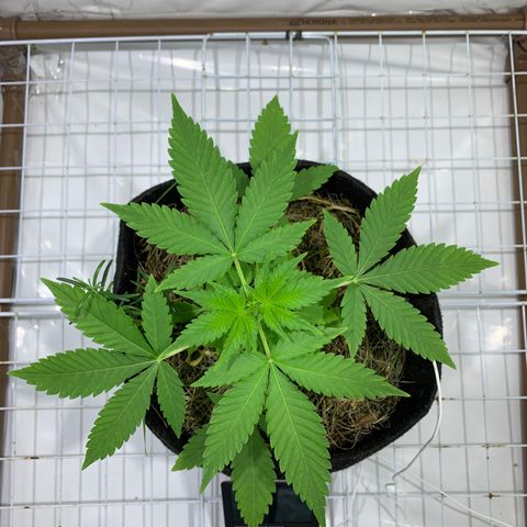 Harlequin OG CBD 1-1 growlog timeline photo