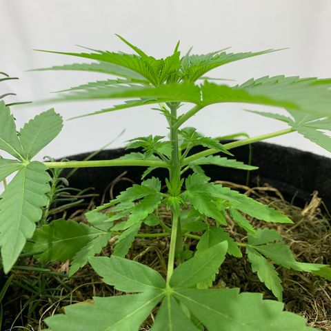 Harlequin OG CBD 1-1 growlog timeline photo