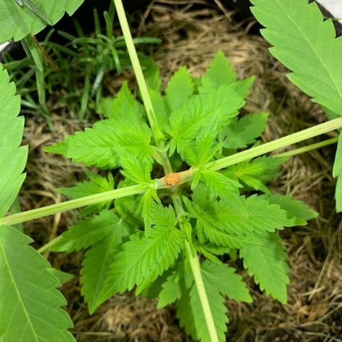 Harlequin OG CBD 1-1 growlog timeline photo